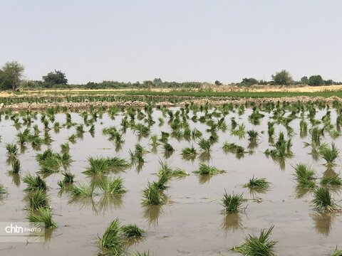 شالیزار