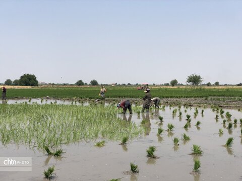 شالیزار