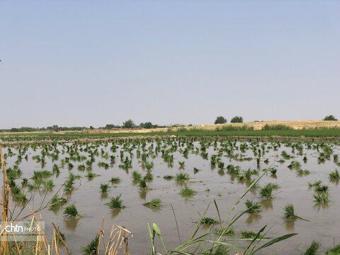 شالیزار