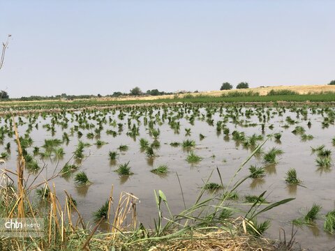 شالیزار