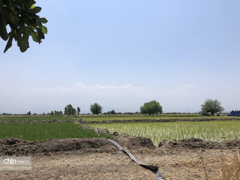شالیزار