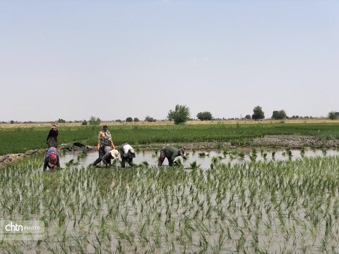 شالیزار