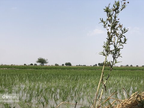 شالیزار