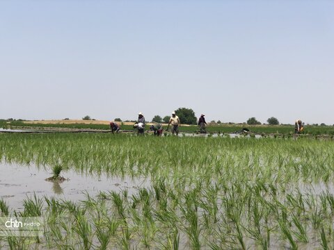 شالیزار