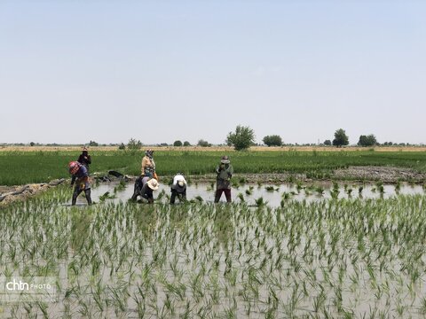 شالیزار