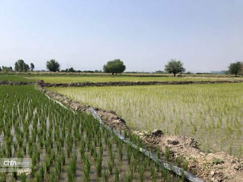 شالیزار