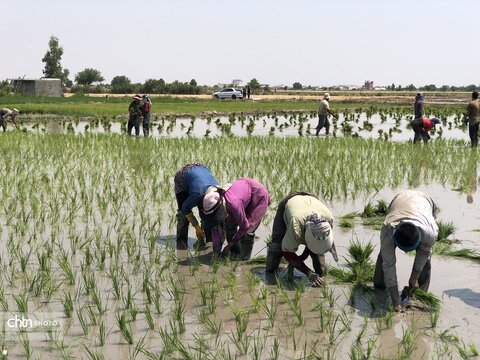شالیزار