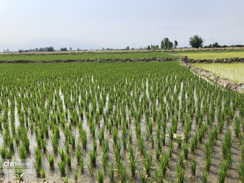 شالیزار