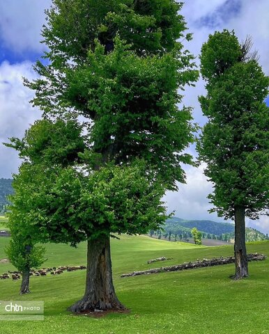 مرکوههه