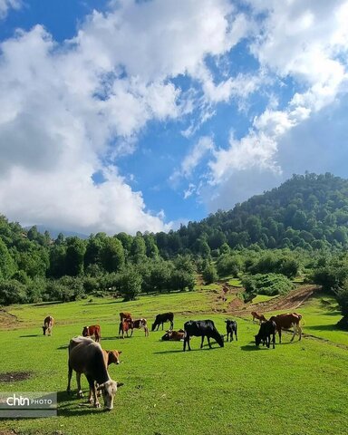 مرکوههه