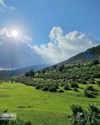 مرکوههه