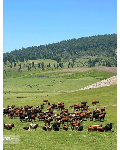 مرکوههه