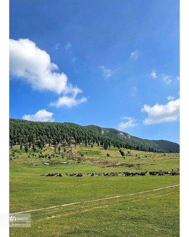 مرکوههه