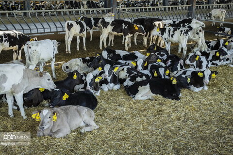 افزایش تولید شیر خام با تکیه بر دامپروری نوین
