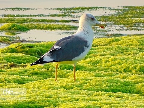 هرمزگان