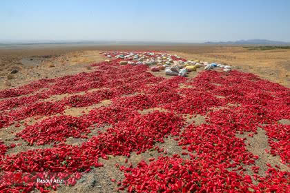 ثبت جشنواره فلفل روستای بیزه شهرستان داورزن در تقویم رویدادهای کشور