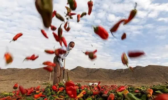 ثبت جشنواره فلفل روستای بیزه شهرستان داورزن در تقویم رویدادهای کشور