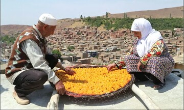 ثبت جشنواره برداشت آلوی شهر خرو (خور) در تقویم رویدادهای گردشگری کشور