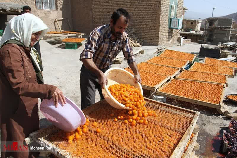 ثبت جشنواره برداشت آلوی شهر خرو (خور) در تقویم رویدادهای گردشگری کشور