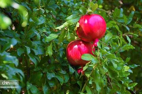 روستای گردشگری بلبر؛ از مقاصد شاخص گردشگری منطقه هورامان