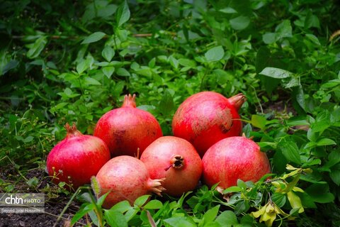 روستای گردشگری بلبر؛ از مقاصد شاخص گردشگری منطقه هورامان