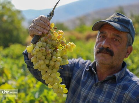شیره پزی در روستای تاریخی و هدف گردشگری هزاوه