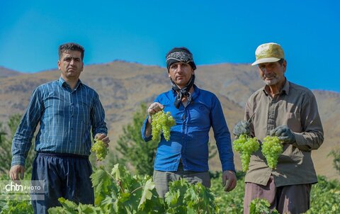 شیره پزی در روستای تاریخی و هدف گردشگری هزاوه