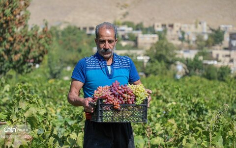 شیره پزی در روستای تاریخی و هدف گردشگری هزاوه