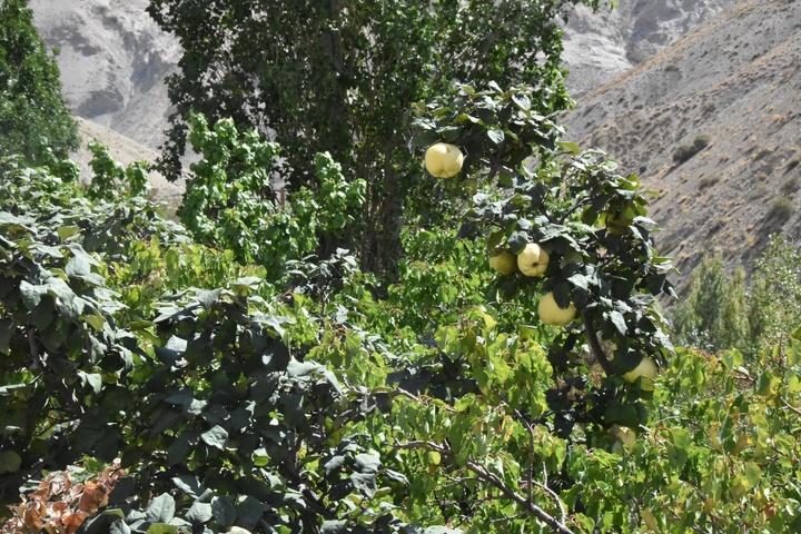 جوین