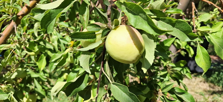 سیب