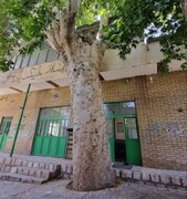 آزادسازی حریم چنارهای کهنسال ارمک در اولویت میراث‌فرهنگی کاشان قرار دارد