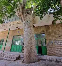 آزادسازی حریم چنارهای کهنسال ارمک در اولویت میراث‌فرهنگی کاشان قرار دارد