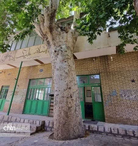 آزادسازی حریم چنارهای کهنسال ارمک در اولویت میراث‌فرهنگی کاشان قرار دارد