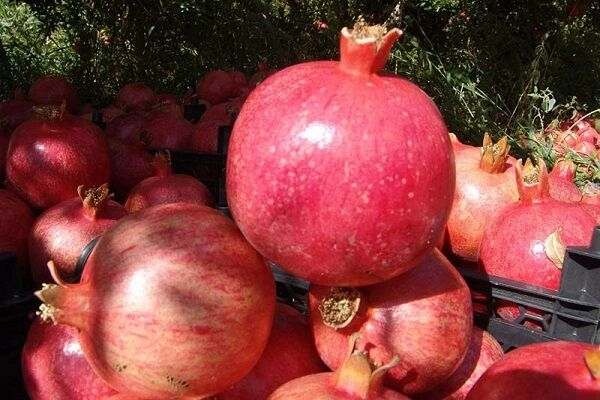گردشگری کشاورزی، موتور محرک توسعه پایدار روستاهای زنجان