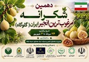 دهمین جشنواره شکرانه انجیر گلوگاه برگزار می‌شود