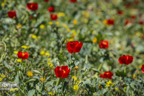 بازگشت به شکوهِ شقایق؛ مرور زیبایی‌های از دست رفته دشت‌های خراسان