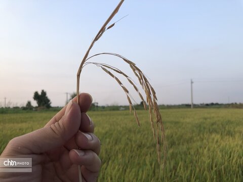 در انتظار برداشت
