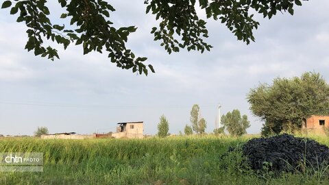 در انتظار برداشت