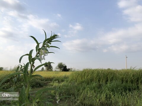 در انتظار برداشت