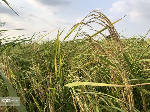 سفره‌ای که از دل شالیزار می‌آید؛ خوشه‌ها در انتظار برداشت
