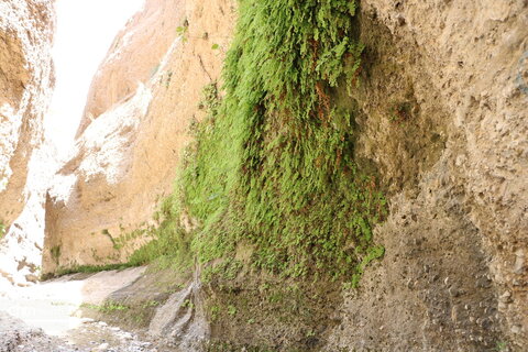 زینگان