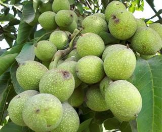 سوغات آشتیان؛ طعم و عطر یک دیار در قاب هویت و فرهنگ
