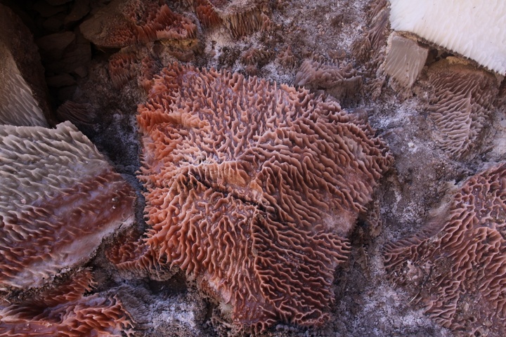 معدن نمک گرمسار