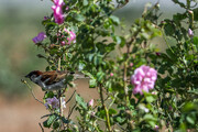 برداشت گل محمدی در اراک
