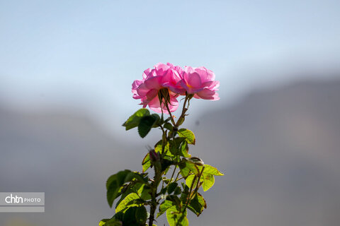 برداشت گل محمدی در اراک