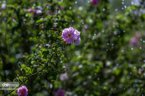 برداشت گل محمدی در اراک