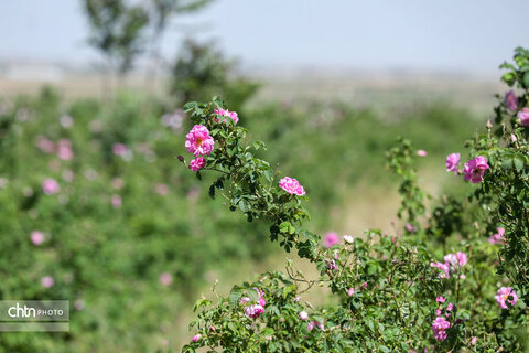 برداشت گل محمدی در اراک