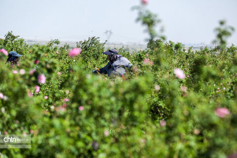 برداشت گل محمدی در اراک