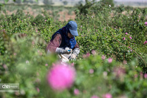 برداشت گل محمدی در اراک