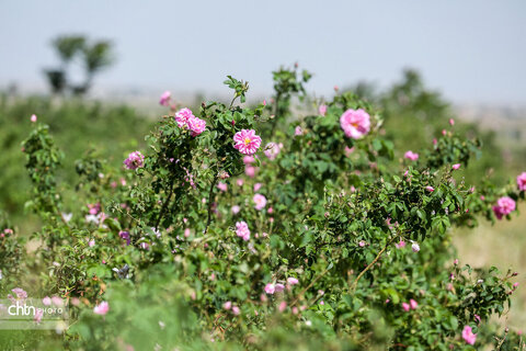 برداشت گل محمدی در اراک